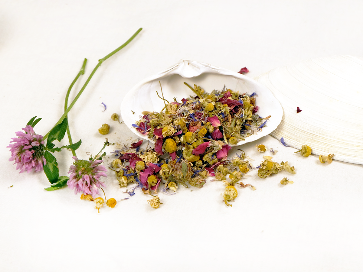 New England Garden Tea loose leaf tea on a white shell with clover blossoms beside it